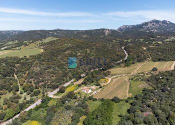 Azienda agricola SP38, Sant'Antonio di Gallura - foto 23