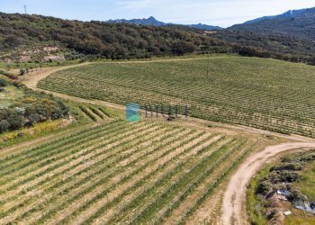 Azienda agricola SP38, Sant'Antonio di Gallura - foto 28