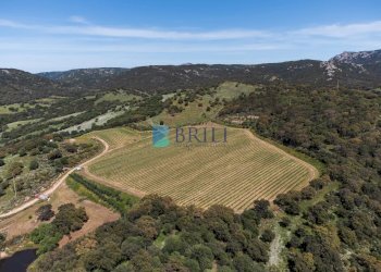 Azienda agricola SP38, Sant'Antonio di Gallura - foto 30