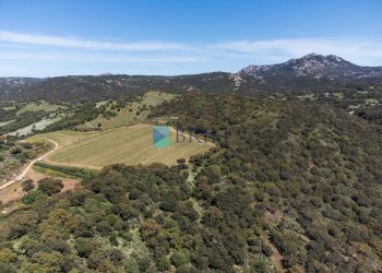 Azienda agricola SP38, Sant'Antonio di Gallura - foto 32