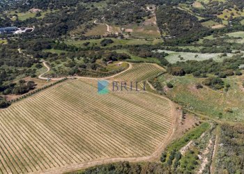 Azienda agricola SP38, Sant'Antonio di Gallura - foto 33