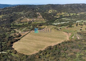Azienda agricola SP38, Sant'Antonio di Gallura - foto 34