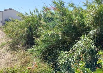 Giardino - Terreno edificabile via Gandhi
 
sn, Mazzarrone - foto 6