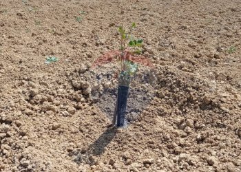 Posizione della mappa - Villa C/DA SCALAZZA SANTO PIETRO
 
SNC, Caltagirone - foto 14