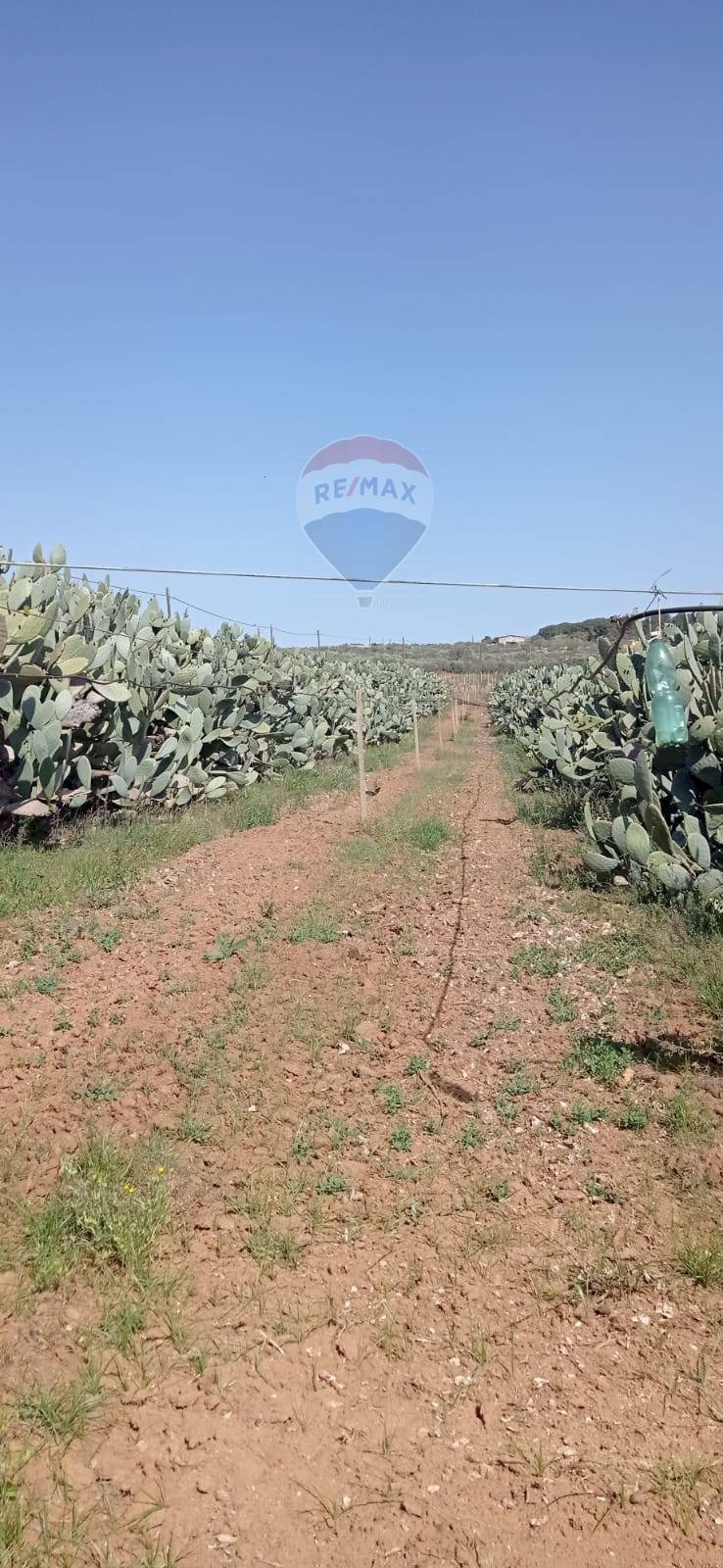 Vista delle montagne - Agricultural land C.da Bongiovanni
 
SN, Caltagirone - photo 2