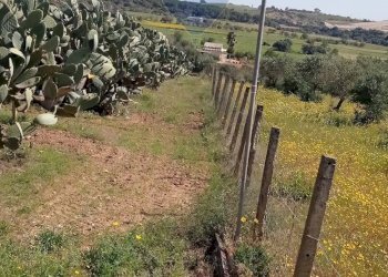 Giardino - Terreno agricolo C.da Bongiovanni
 
SN, Caltagirone - foto 4