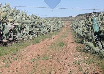 Vista delle montagne - Terreno agricolo C.da Bongiovanni
 
SN, Caltagirone - foto 5