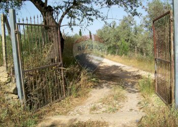 Giardino - Rustico Contrada Gatta
 
s.n., Piazza Armerina - foto 3