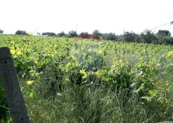 Giardino - Rustico Contrada Gatta
 
s.n., Piazza Armerina - foto 4