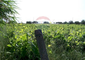 Giardino - Rustico Contrada Gatta
 
s.n., Piazza Armerina - foto 5