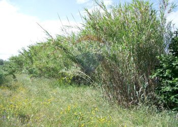 Giardino - Rustico Contrada Gatta
 
s.n., Piazza Armerina - foto 6
