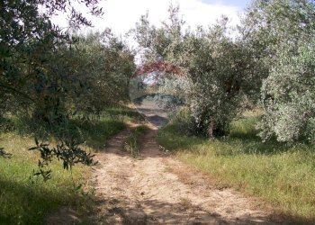Giardino - Rustico Contrada Gatta
 
s.n., Piazza Armerina - foto 10