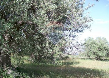 Giardino - Rustico Contrada Gatta
 
s.n., Piazza Armerina - foto 11