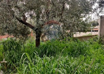 Giardino - Villa Macchia (Monte Sant'Angelo) - Via del Comitato
 
19, Monte Sant'Angelo - foto 74