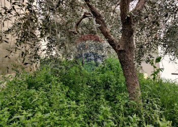 Giardino - Villa Macchia (Monte Sant'Angelo) - Via del Comitato
 
19, Monte Sant'Angelo - foto 78