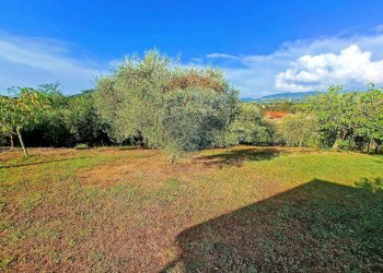 Giardino - Villa Castellina Marittima - foto 6