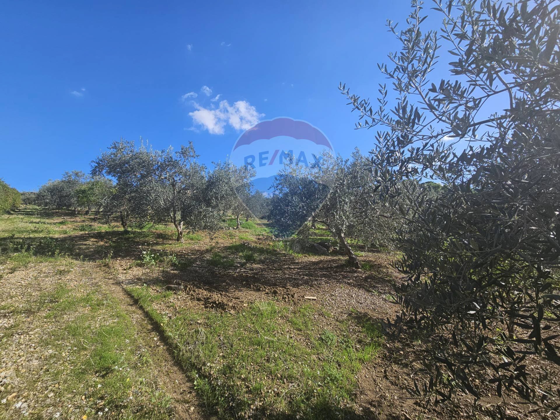 Giardino - Agricultural land contrada torre amalfitano, Bagheria - photo 3