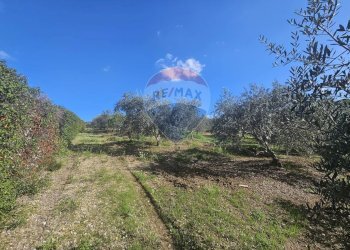 Vista delle montagne - Agricultural land contrada torre amalfitano, Bagheria - photo 4