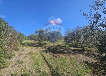 Vista delle montagne - Agricultural land contrada torre amalfitano, Bagheria - photo 5