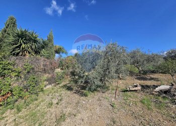 Giardino - Agricultural land contrada torre amalfitano, Bagheria - photo 6