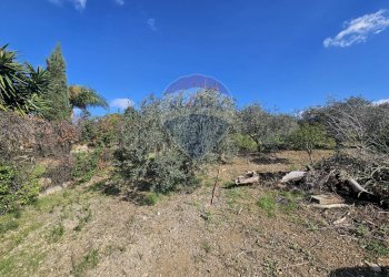 Giardino - Agricultural land contrada torre amalfitano, Bagheria - photo 9