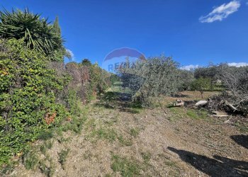 Giardino - Agricultural land contrada torre amalfitano, Bagheria - photo 11