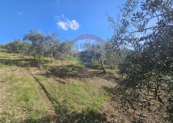 Giardino - Agricultural land contrada torre amalfitano, Bagheria - photo 12