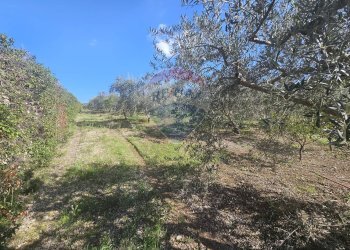 Giardino - Agricultural land contrada torre amalfitano, Bagheria - photo 20