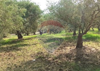 Giardino - Terreno agricolo Contrada torretta
 
Snc, Bolognetta - foto 5