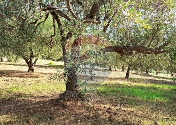 Giardino - Terreno agricolo Contrada torretta
 
Snc, Bolognetta - foto 6