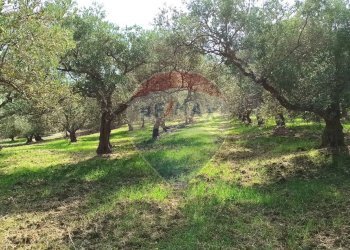 Giardino - Terreno agricolo Contrada torretta
 
Snc, Bolognetta - foto 7