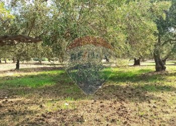 Giardino - Terreno agricolo Contrada torretta
 
Snc, Bolognetta - foto 8