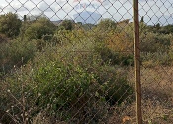 Giardino - Agricultural land contrada Cavallaro, Casteldaccia - photo 8