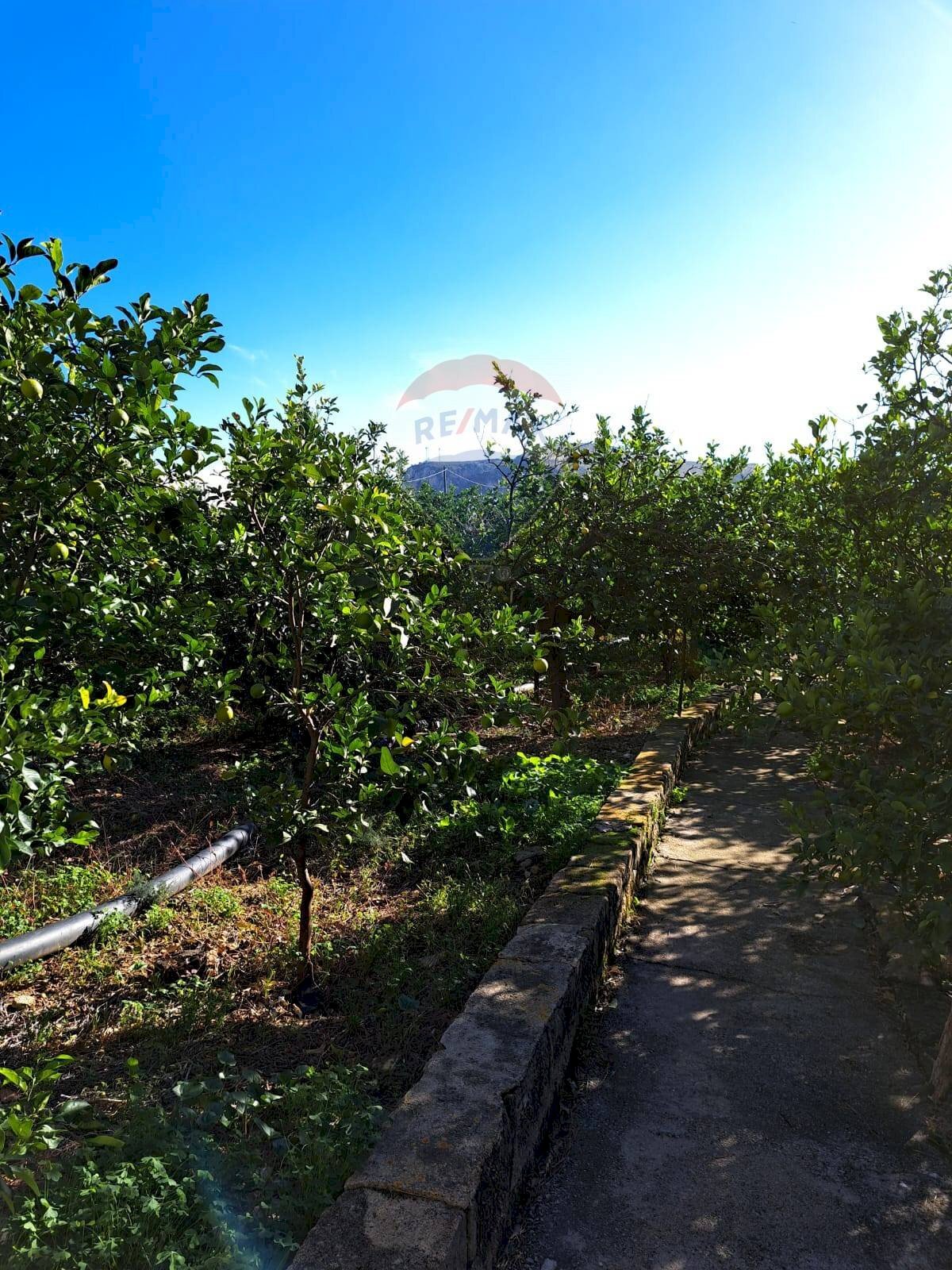 Giardino - Agricultural land via Ramilici
snc, Bagheria - photo 3