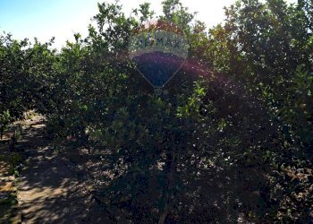 Giardino - Agricultural land via Ramilici
 
snc, Bagheria - photo 4