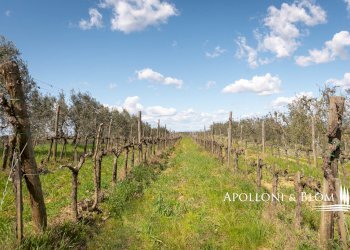 Villa Unifamiliare via di Cervognano, 8, Montepulciano - foto 32