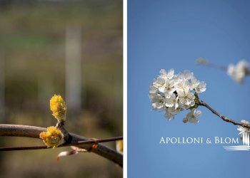 Villa Unifamiliare via di Cervognano, 8, Montepulciano - foto 34