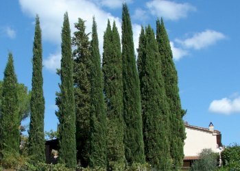 Rustico Bucine - foto 18