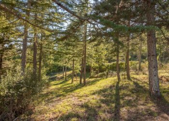 Rustico Strada Provinciale Cetona Piazze, 21, Cetona - foto 20