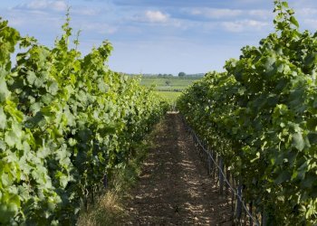 Shop Ruga di Fuori, Montepulciano - photo 5