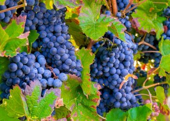 Shop Ruga di Fuori, Montepulciano - photo 6