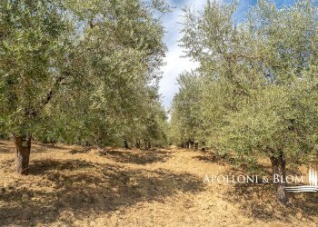 Villa Unifamiliare Trequanda, Trequanda - foto 31