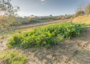 Rustic Montepulciano - photo 19