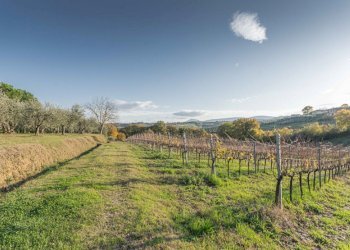 Rustic Montepulciano - photo 20