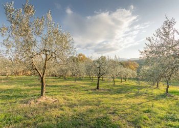 Rustic Montepulciano - photo 23