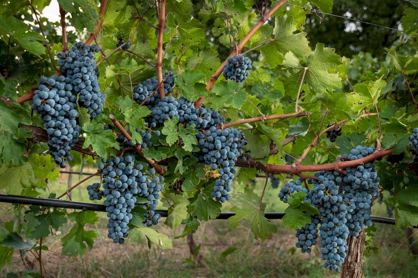 Terreno agricolo Montepulciano - foto 1