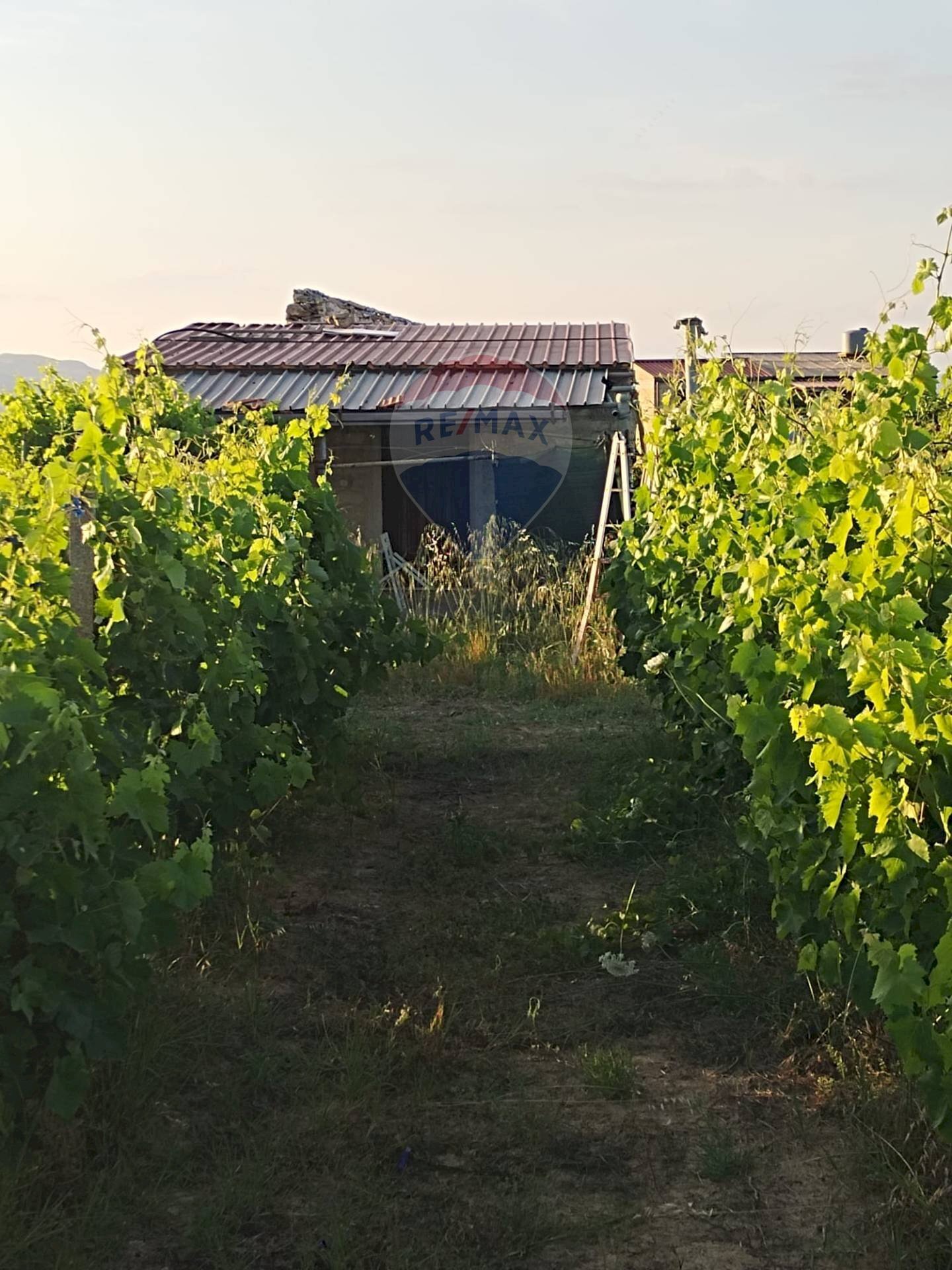 Giardino - Villa contrada badia, Mineo - foto 1