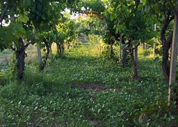 Giardino - Villa contrada badia, Mineo - foto 7