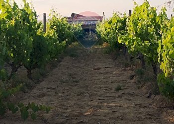 Giardino - Villa contrada badia, Mineo - foto 9