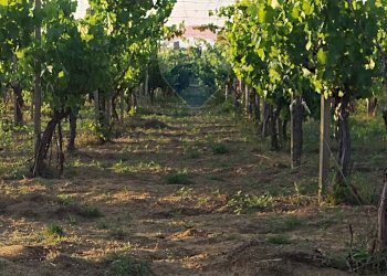 Giardino - Villa contrada badia, Mineo - foto 12